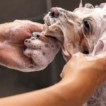 Shampoing pour chien à la peau sensible