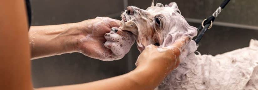 Shampoing pour chien à la peau sensible