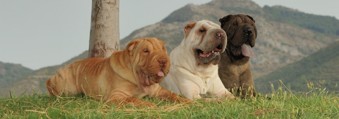 Shar-Peï
