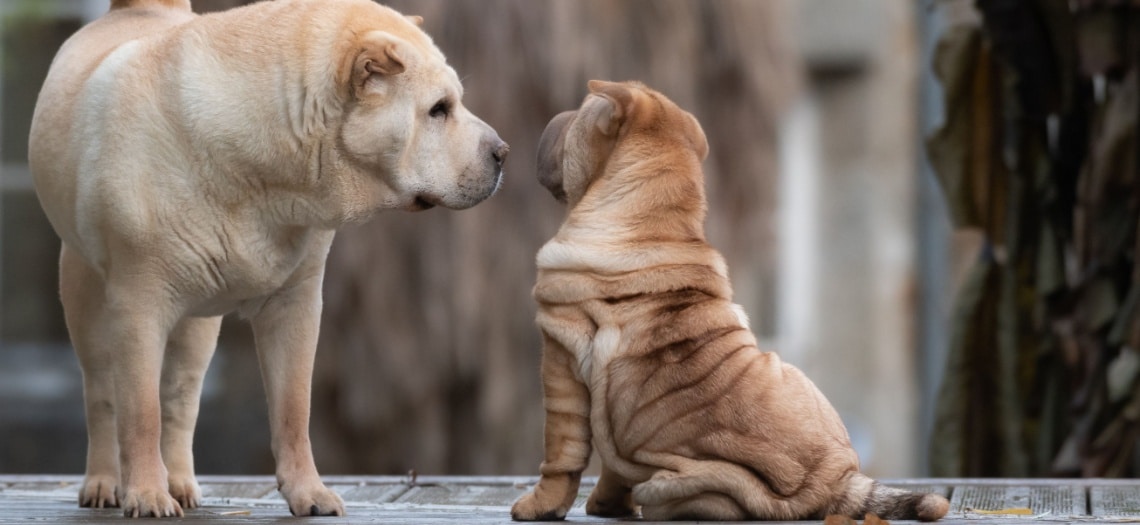 Shar-Peï avec autre chien