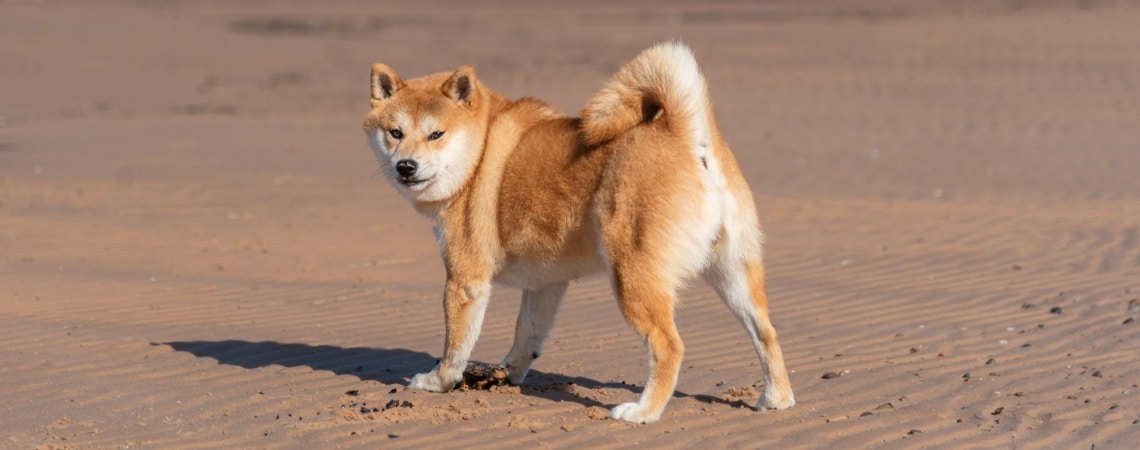 Shiba Inu
