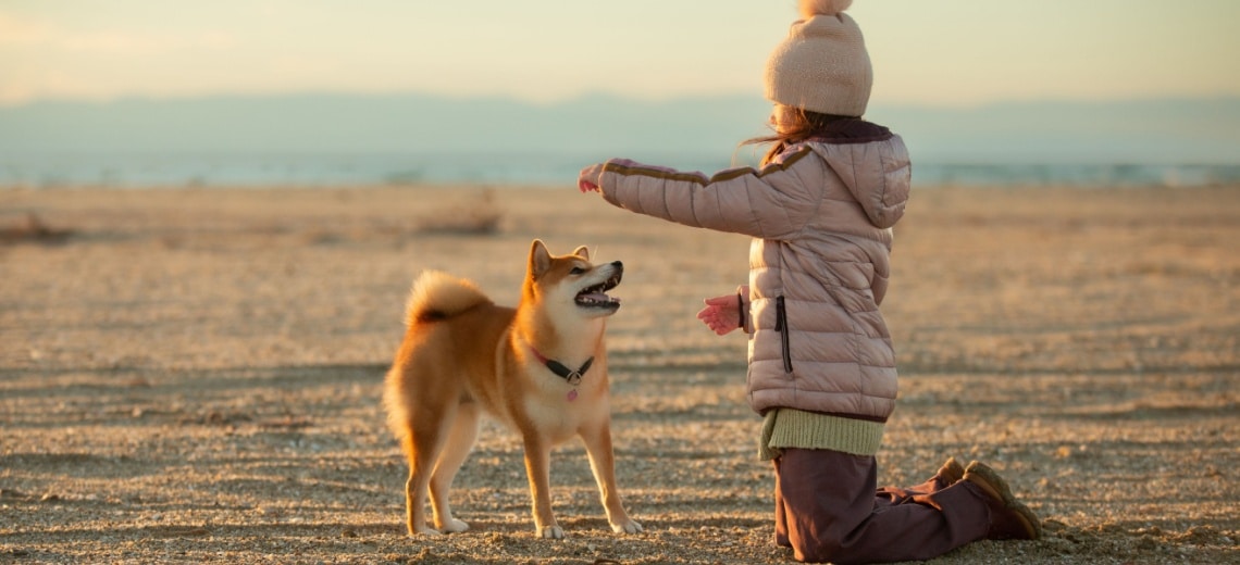 Shiba Inu avec enfant