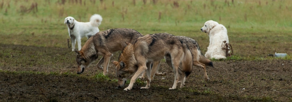 Tchouvatch slovaque avec chien loup