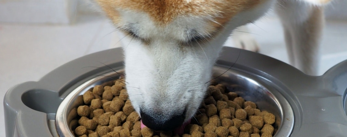 alimentation Akita Inu