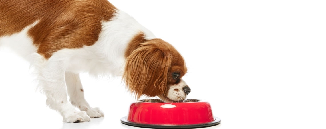 alimentation Cavalier King Charles