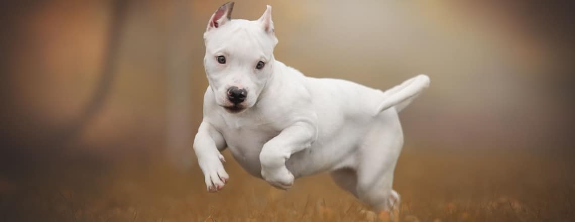 american bully blanc