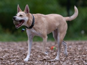 american dingo