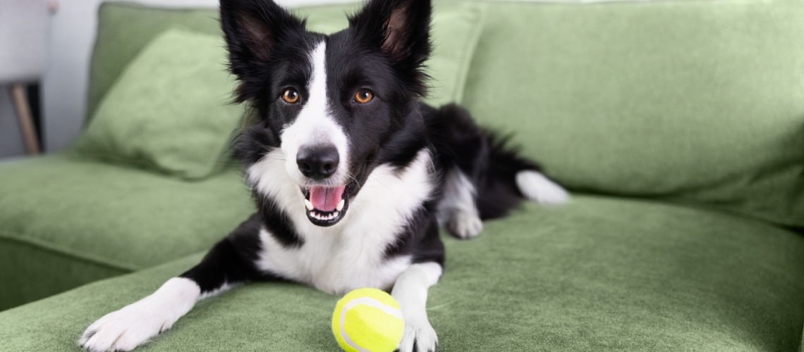 border collie accesoire