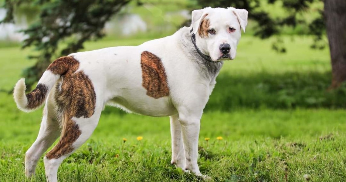 bouledogue américain