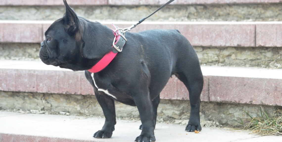 bouledogue nain français