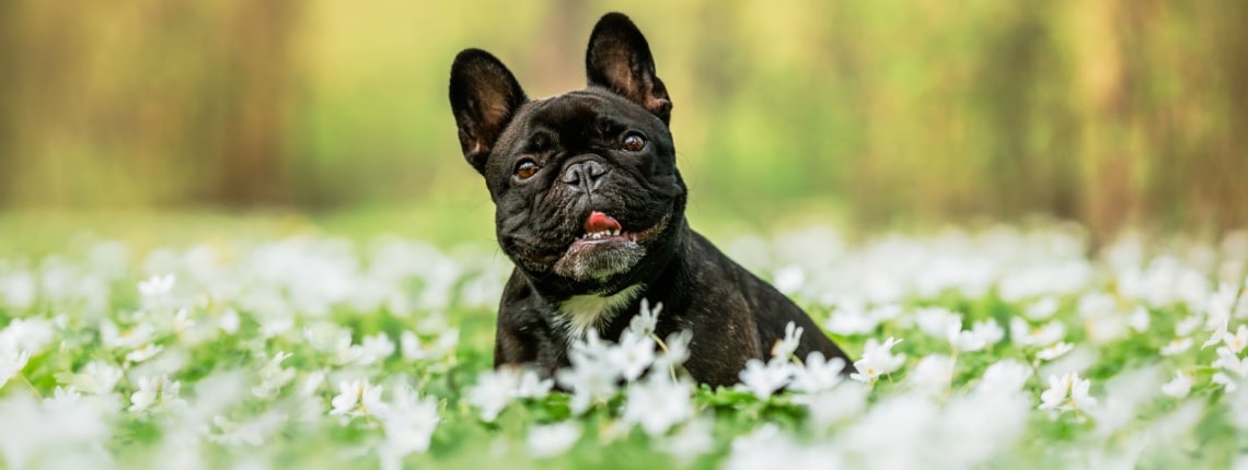 bouledogue nain francais