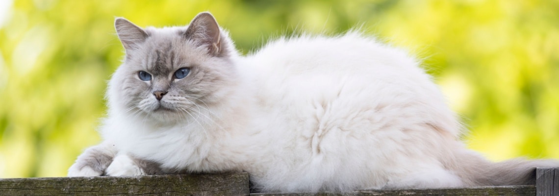 chat Ragdoll