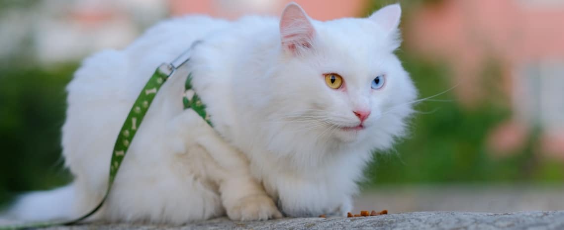 chat Sibérien blanc poil long