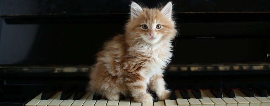 chaton Kurilian Bobtail