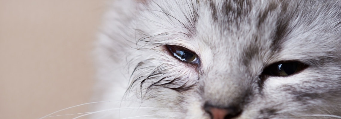 chaton avec un oeil infécté