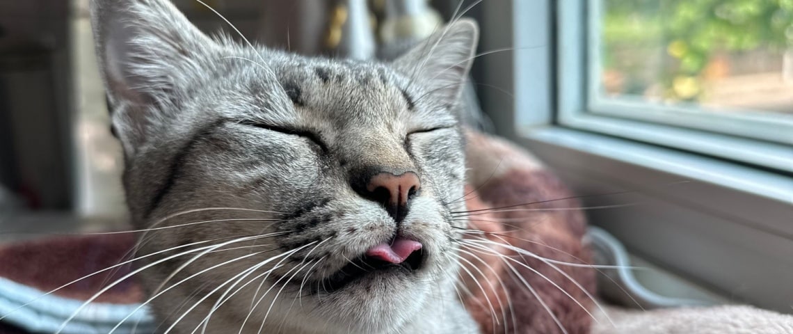 chaton avec les yeux collés