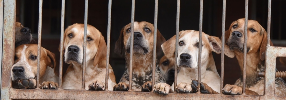 chien Foxhound anglais