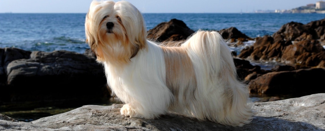 Lhassa Apso