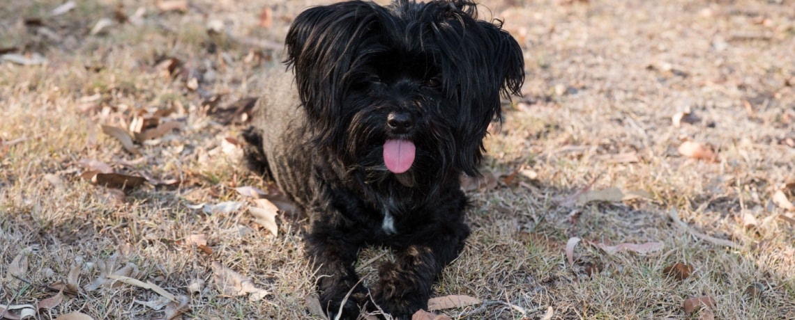 chien Lhassa Apso