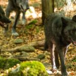 chien loup américain