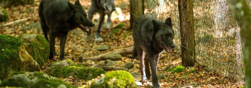 chien loup américain