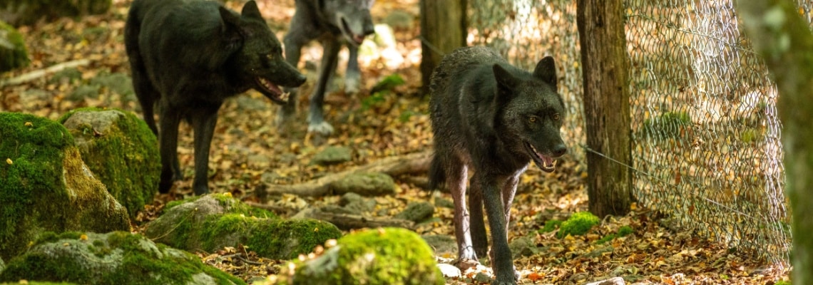 chien loup américain