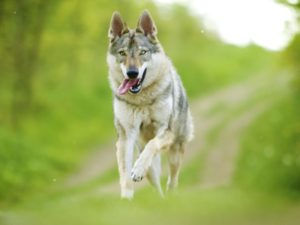 chien loup de saarloos