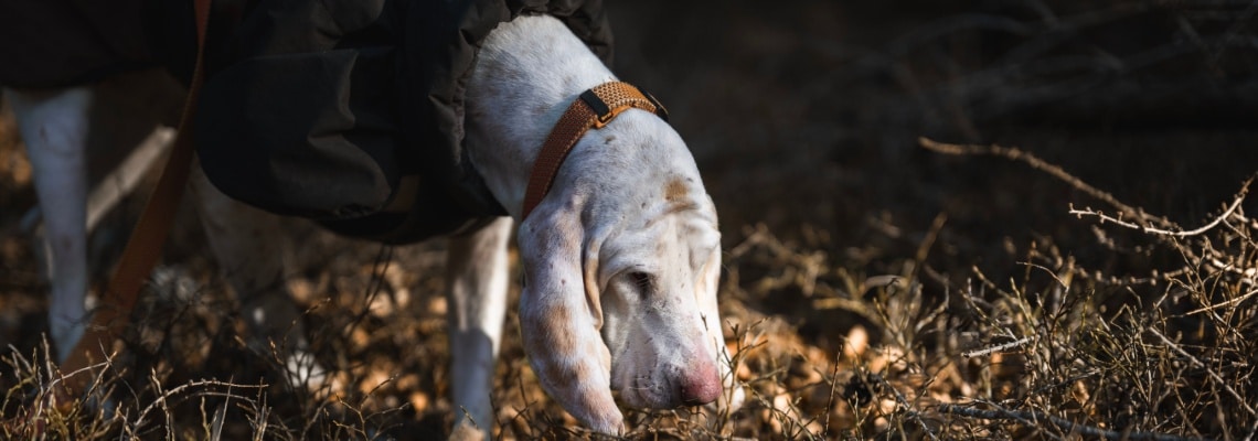 chien porcelaine