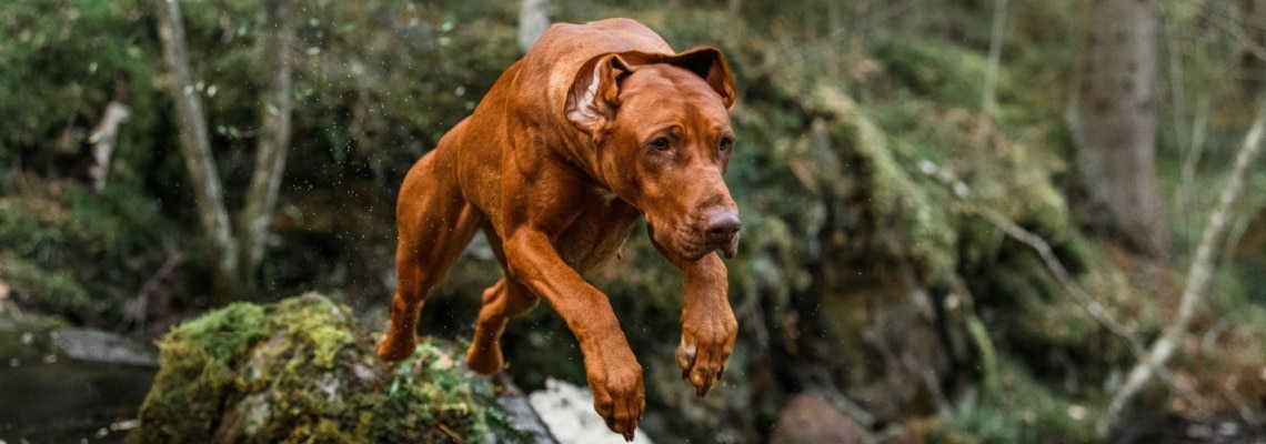 chien rhodesian ridgeback