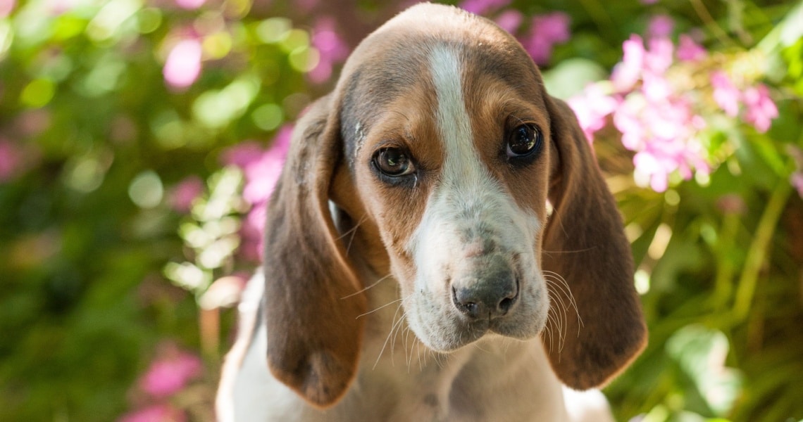 chiot Anglo-Français