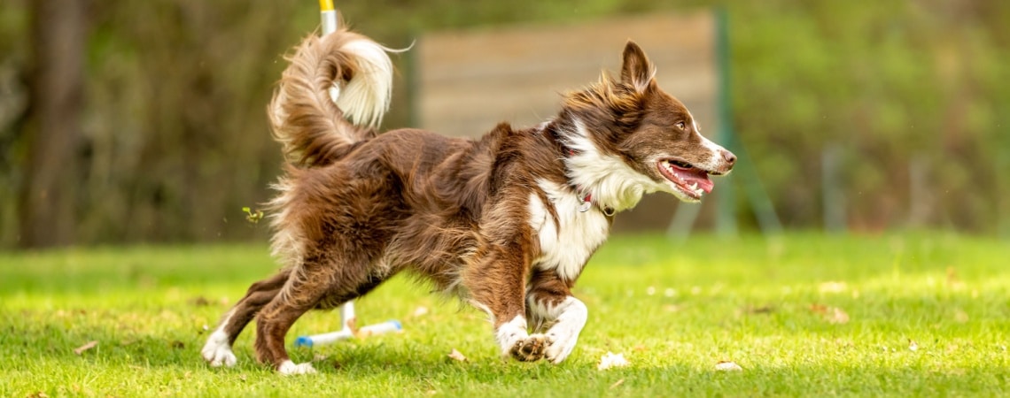 chiot Berger australien