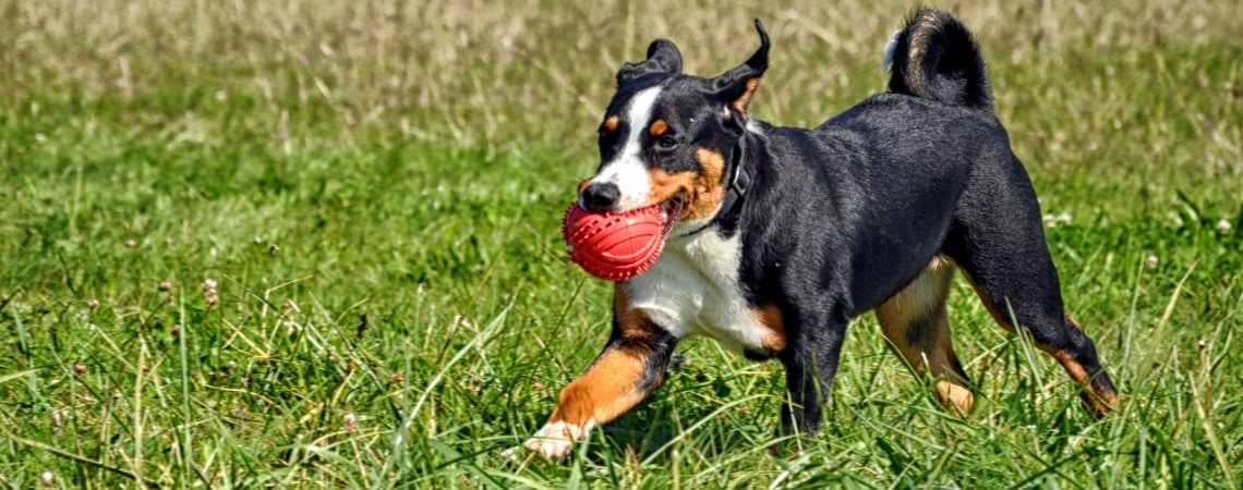 chiot Bouvier d'Appenzell