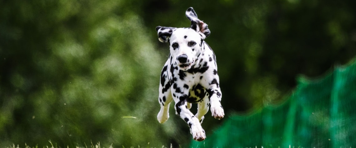 chiot Dalmatien