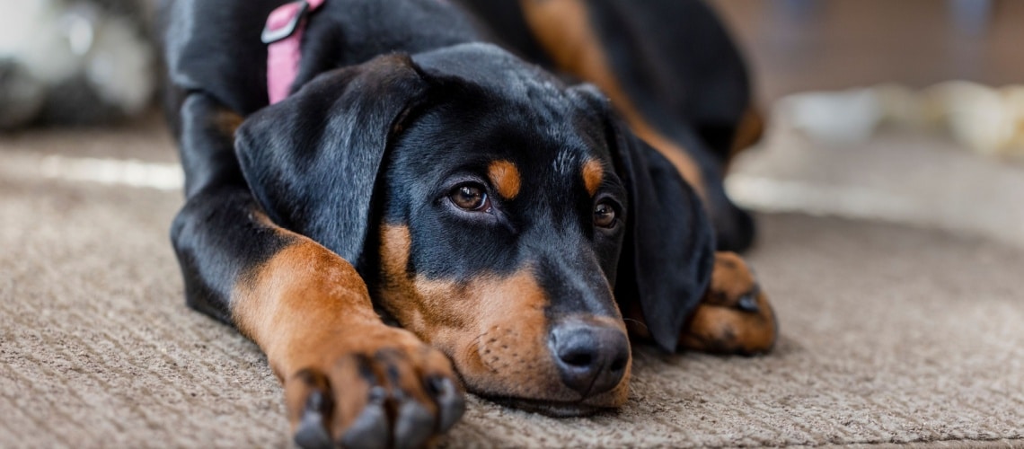 chiot Dobermann