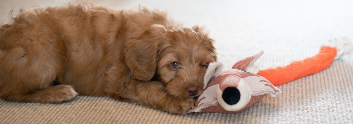 chiot Labradoodle