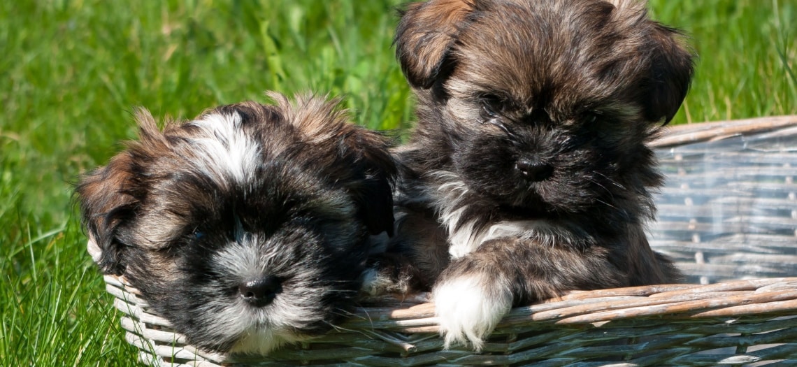 chiot Lhassa Apso