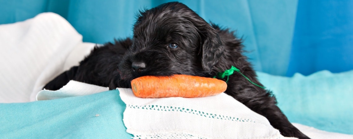 chiot Terrier noir russe