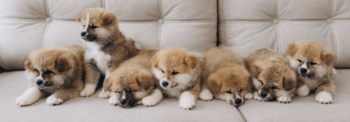 chiots Akita Inu