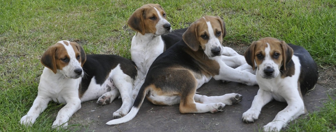 chiots Foxhound anglais