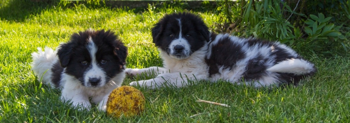 chiots Karakachan