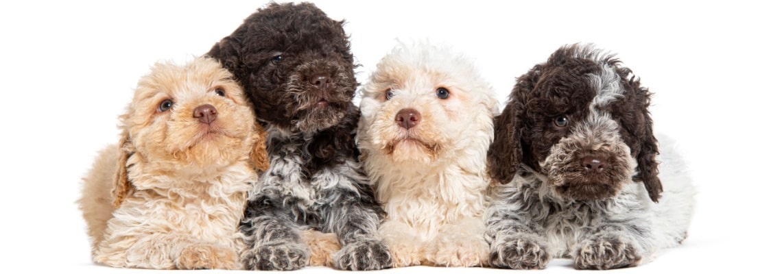 chiots Lagotto romagnolo