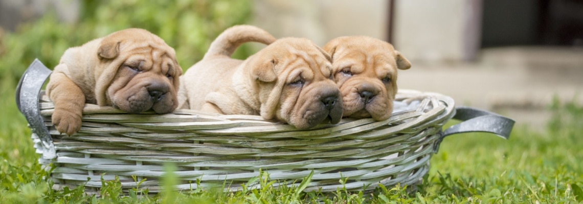 chiots Shar-Peï