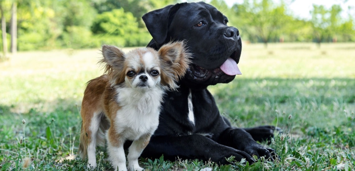 compatibilité Cane Corso