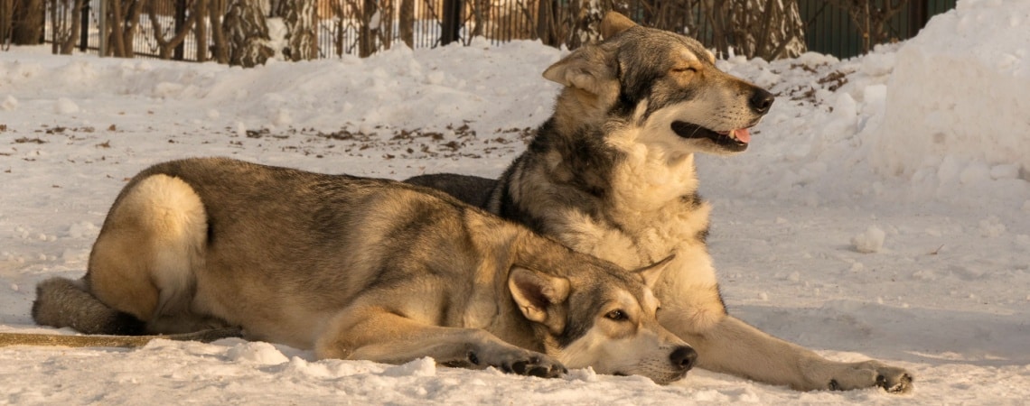 Chien loup de saarloos