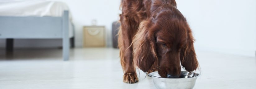 Croquette pour un Setter Irlandais