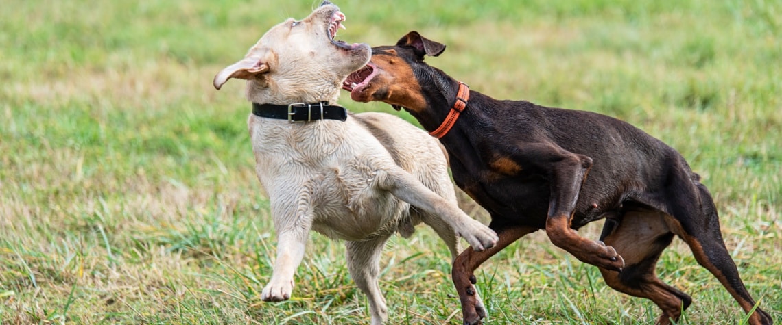 doberman pinscher avec autre chien