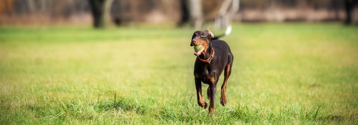 doberman pinscher avec balle