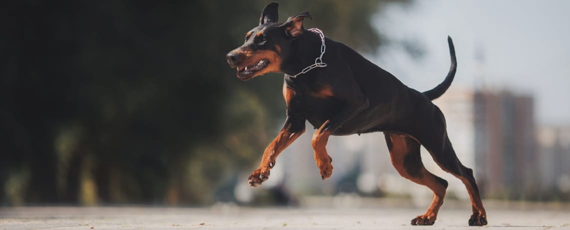 doberman pinscher