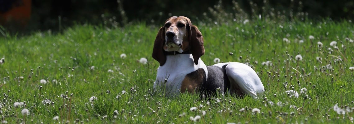 english Foxhound