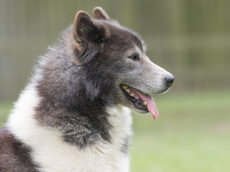 portrait d’un chien esquimau canadien
